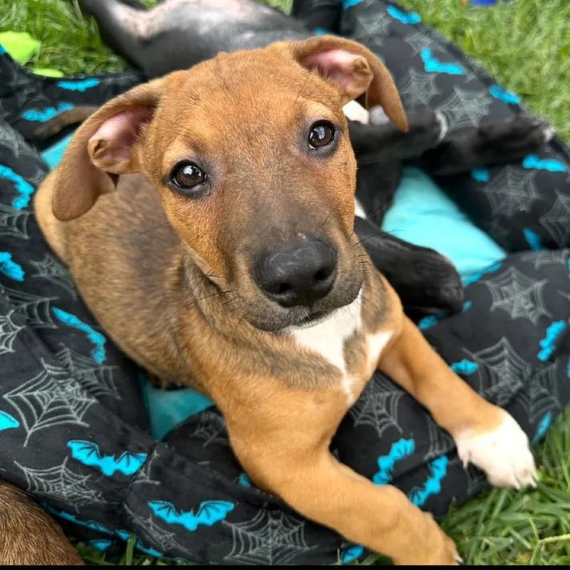 A baby small-sized male Brown / Chocolate Mixed Breed dog named Tunnel of Love for adoption in Rockville, MD