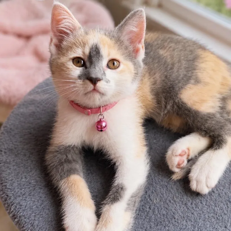 A baby small-sized female Calico Domestic Short Hair cat named Cora for adoption in Inman, SC