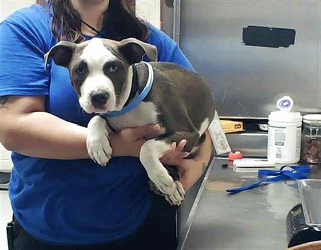 A young small-sized male Pit Bull Terrier dog named Nemo for adoption in Fayetteville, NC