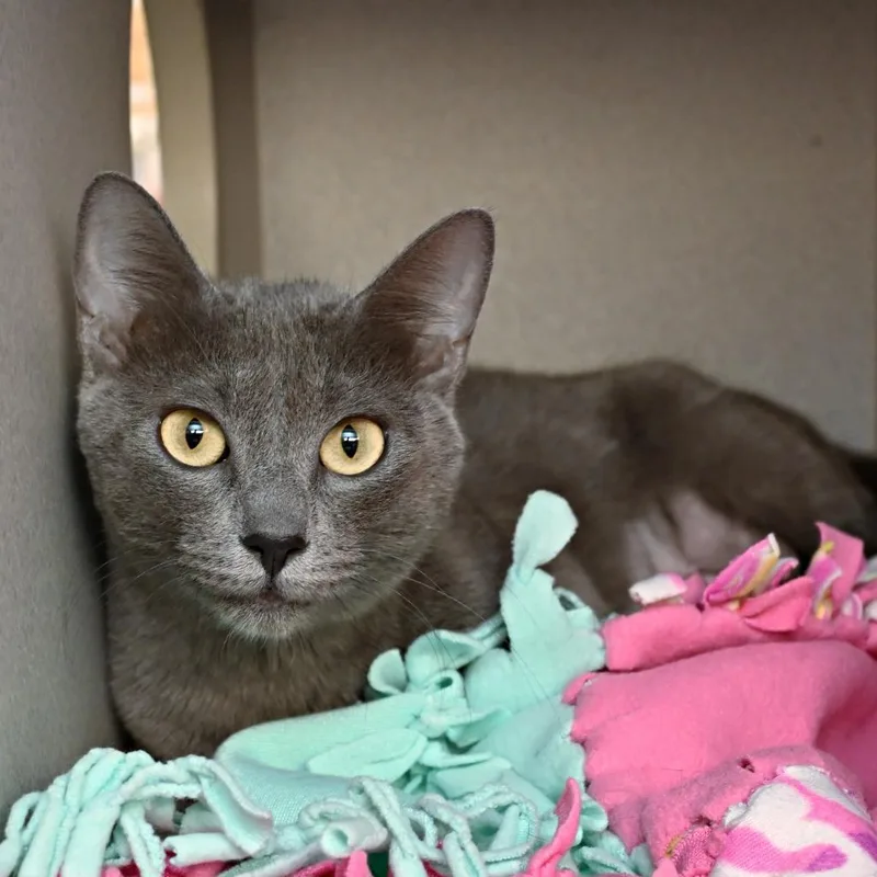 A young medium-sized female Domestic Short Hair cat named Pearline for adoption in Shoreline, WA