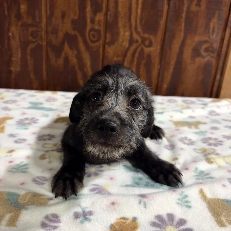 A baby small-sized male Black Wire Fox Terrier dog named Pup for adoption in Harlingen, TX