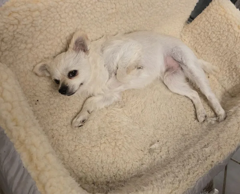 Side Carfreddy thumbnail 2