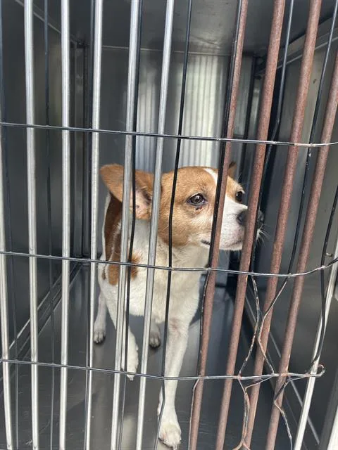 An adult small-sized male Mixed Breed dog named Jack for adoption in Dallas, TX