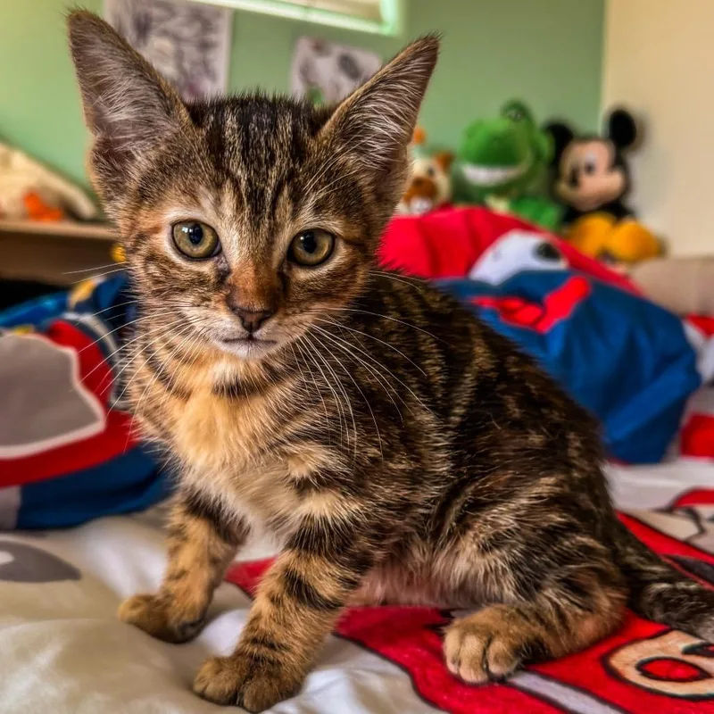 A baby small-sized male Brown / Chocolate Domestic Short Hair cat named Fullerton for adoption in Long Beach, CA