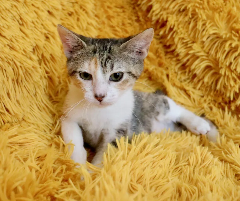 A baby medium-sized female Calico Manx cat named Maxine for adoption in Saint Augustine, FL