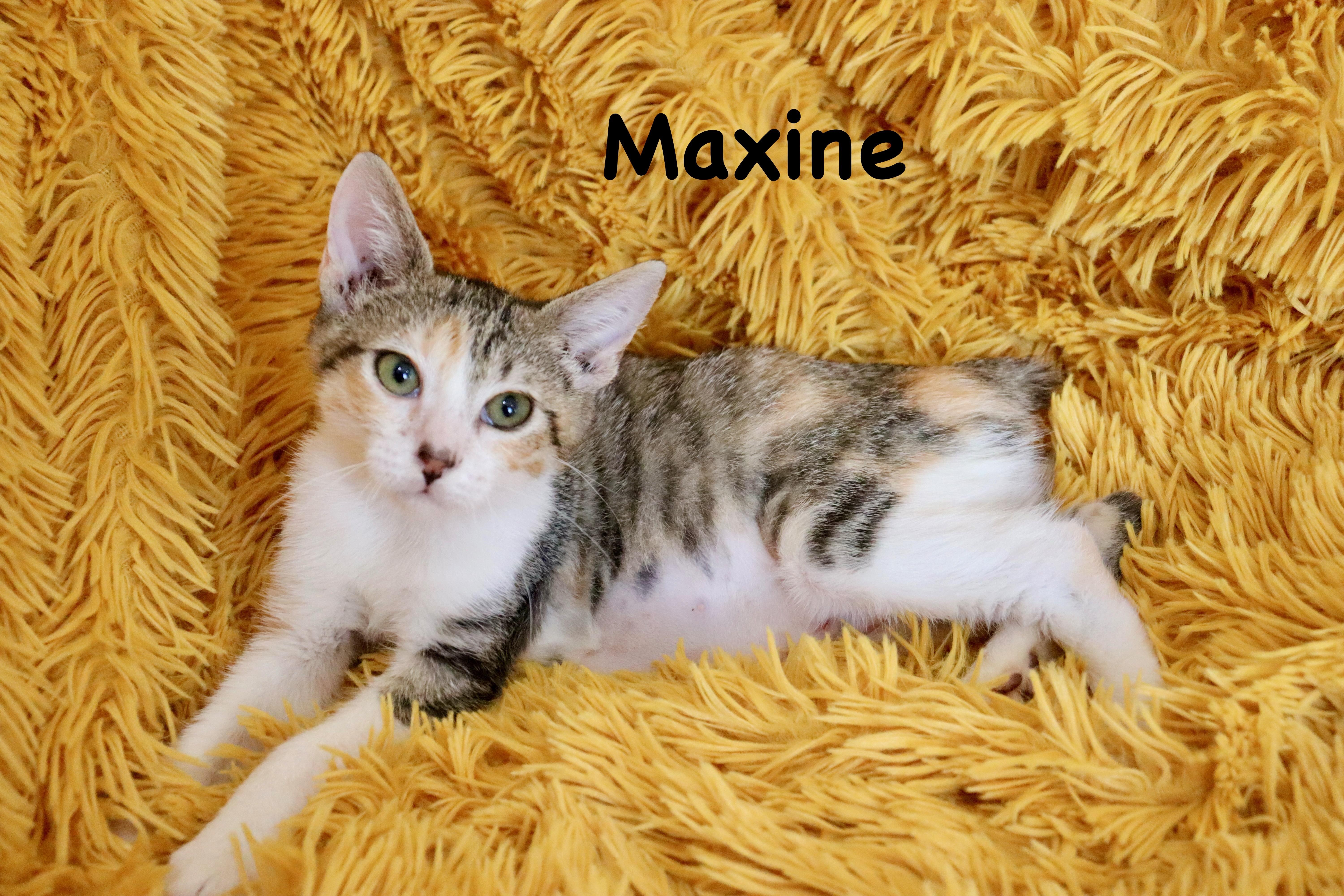 Maxine thumbnail 3