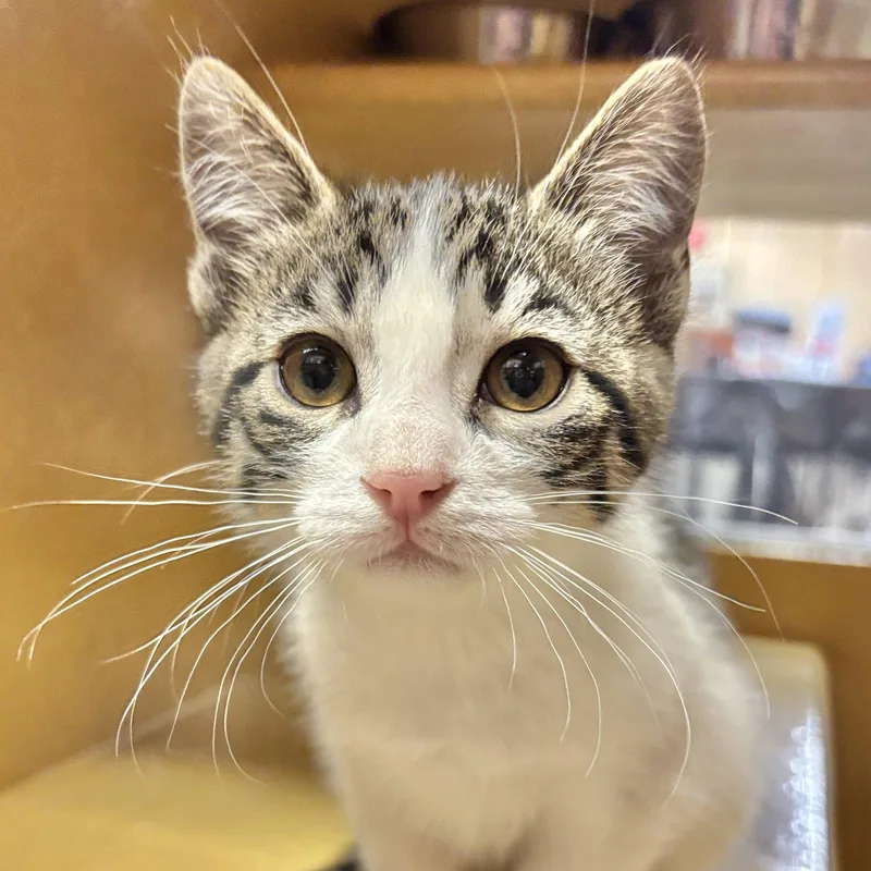 A baby medium-sized male Domestic Short Hair cat named Oreo for adoption in Sonora, CA