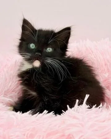 A baby medium-sized male Black & White / Tuxedo Ragamuffin cat named Drunken Noodles for adoption in Covington, LA