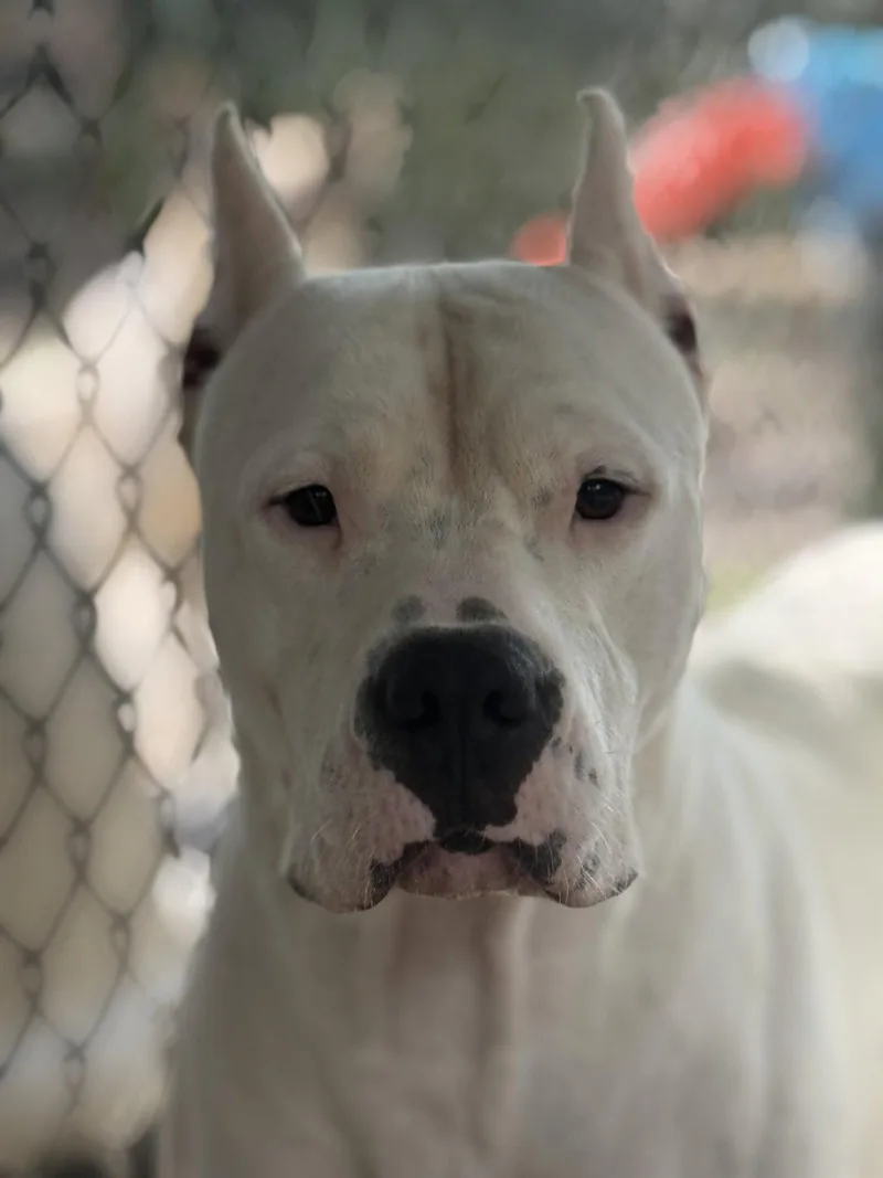 An adult medium-sized male Dogo Argentino dog named Carsen for adoption in Leavenworth, KS