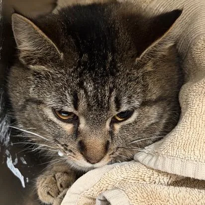 An adult medium-sized female Domestic Short Hair cat named Kaily for adoption in Cumming, GA