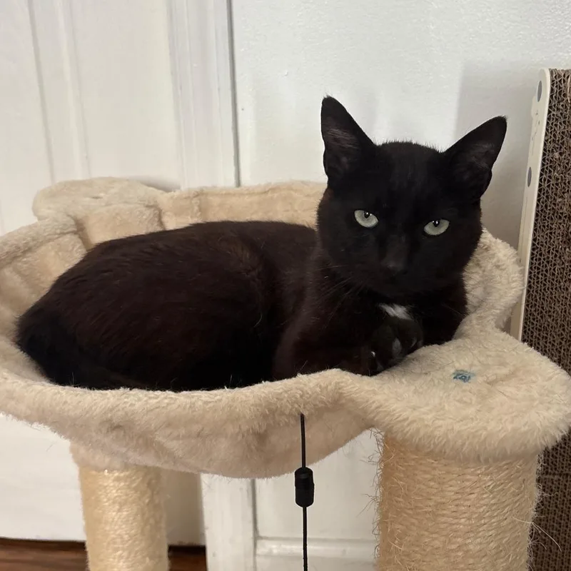 A young medium-sized male Black Domestic Short Hair cat named Jack for adoption in Staten Island, NY