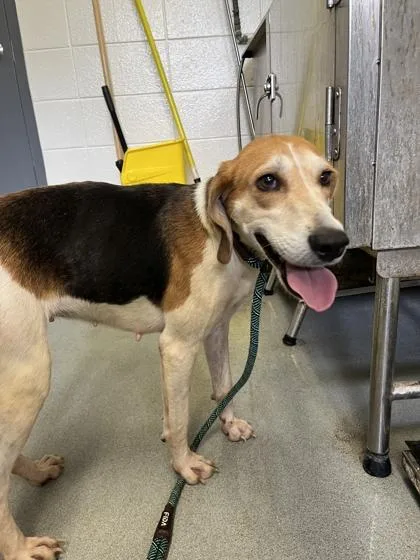An adult medium-sized female Mixed Breed dog named Sookie for adoption in Spruce Pine, NC