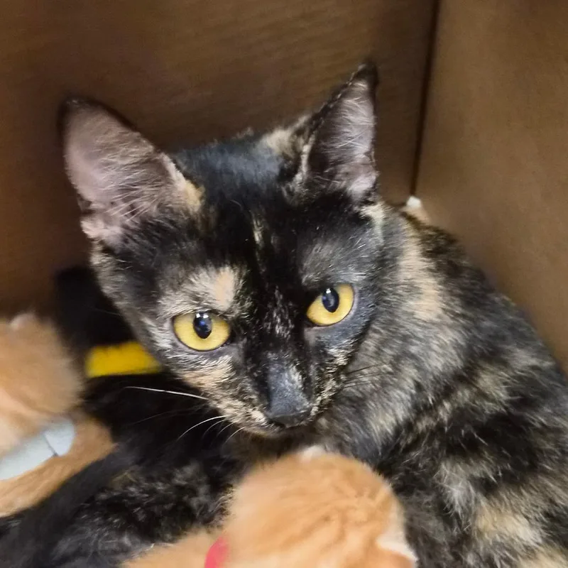 An adult medium-sized female Black Domestic Short Hair cat named Sarah Michelle Gellar for adoption in Jacksonville, FL