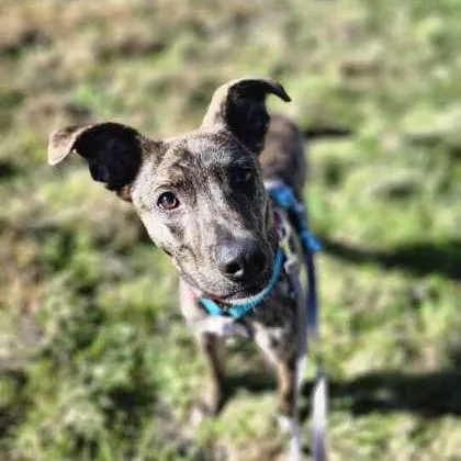 A young medium-sized male Brindle Mixed Breed dog named Twiggy for adoption in West Des Moines, IA