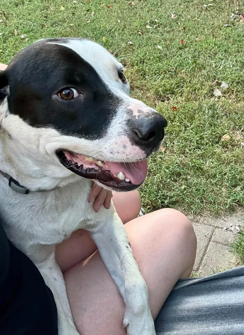 A young medium-sized male Labrador Retriever dog named Tank for adoption in Yorktown, VA