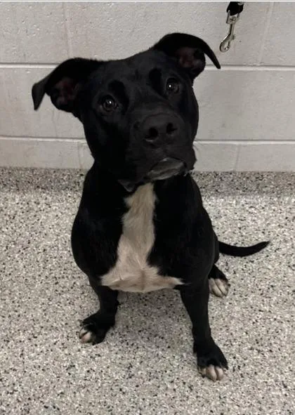 An adult medium-sized male Black Pit Bull Terrier dog named Babar for adoption in Kansas City, MO