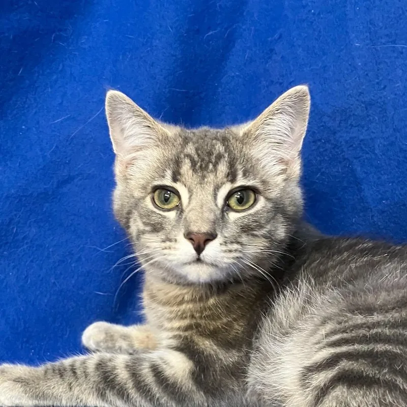 A baby small-sized male Gray / Blue / Silver Domestic Short Hair cat named Woody Swan for adoption in Merrifield, VA