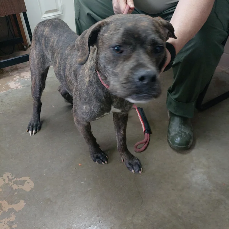 An adult medium-sized male Brindle Boxer dog named 26-018 for adoption in Carrollton, OH