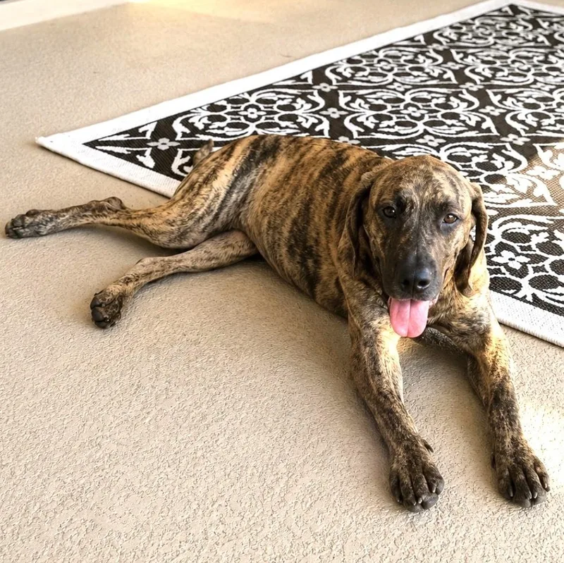 A baby medium-sized female Brindle Labrador Retriever dog named Tigress for adoption in CORPUS CHRISTI, TX