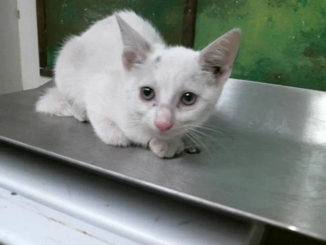 A baby small-sized female Domestic Short Hair cat named Tula for adoption in Houston, TX