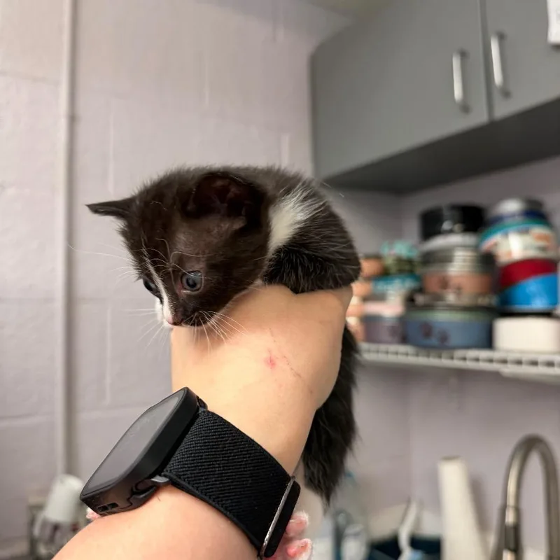 A baby small-sized female Black Domestic Short Hair cat named Quartz for adoption in Port Charlotte, FL