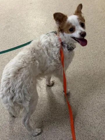 An adult medium-sized female Cardigan Welsh Corgi dog named Clementine for adoption in Riverside, CA