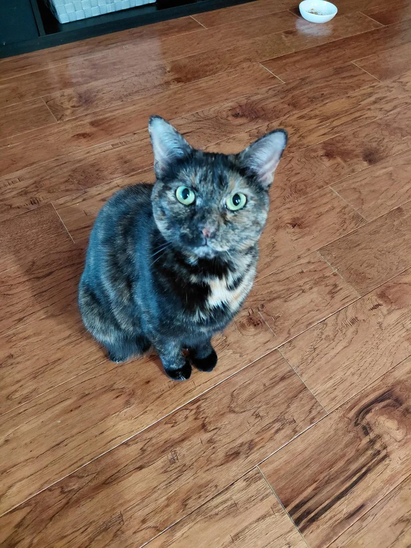 Mysti