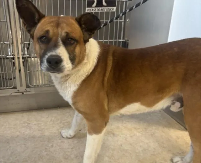 A senior medium-sized male Basenji dog named Buster for adoption in San Pedro, CA