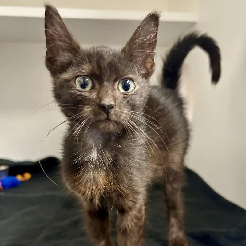 A baby small-sized female Black Domestic Short Hair cat named Loki for adoption in St Joseph, MO