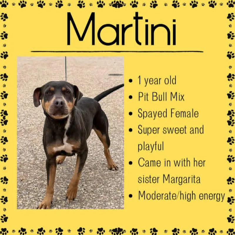 An adult medium-sized female Pit Bull Terrier dog named Martini for adoption in Junction City, KS
