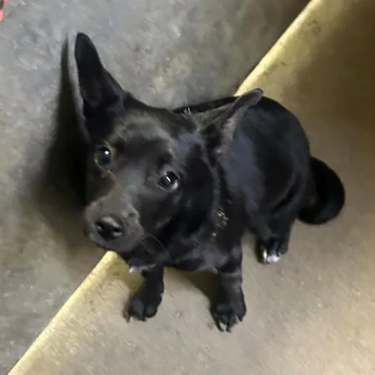 A baby small-sized female Black Terrier dog named Chloe for adoption in Los Banos, CA