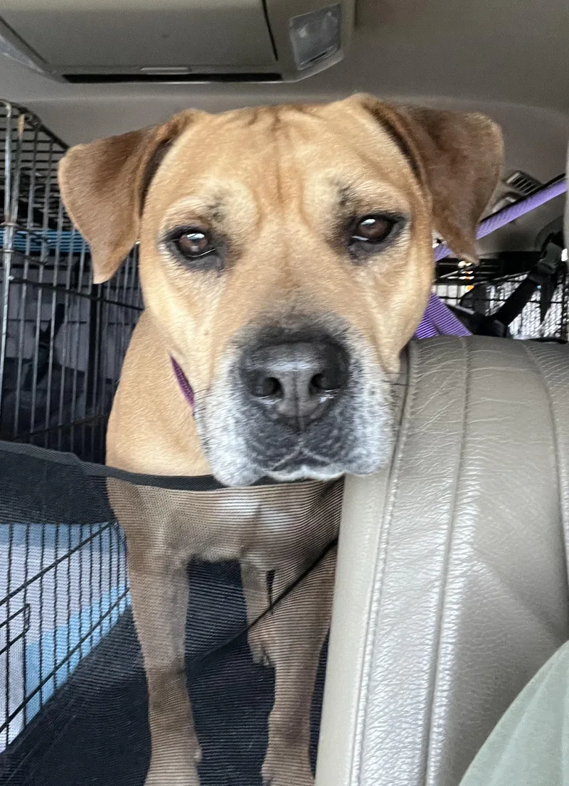 An adult medium-sized female Apricot / Beige Black Mouth Cur dog named Maple for adoption in Hampton, VA