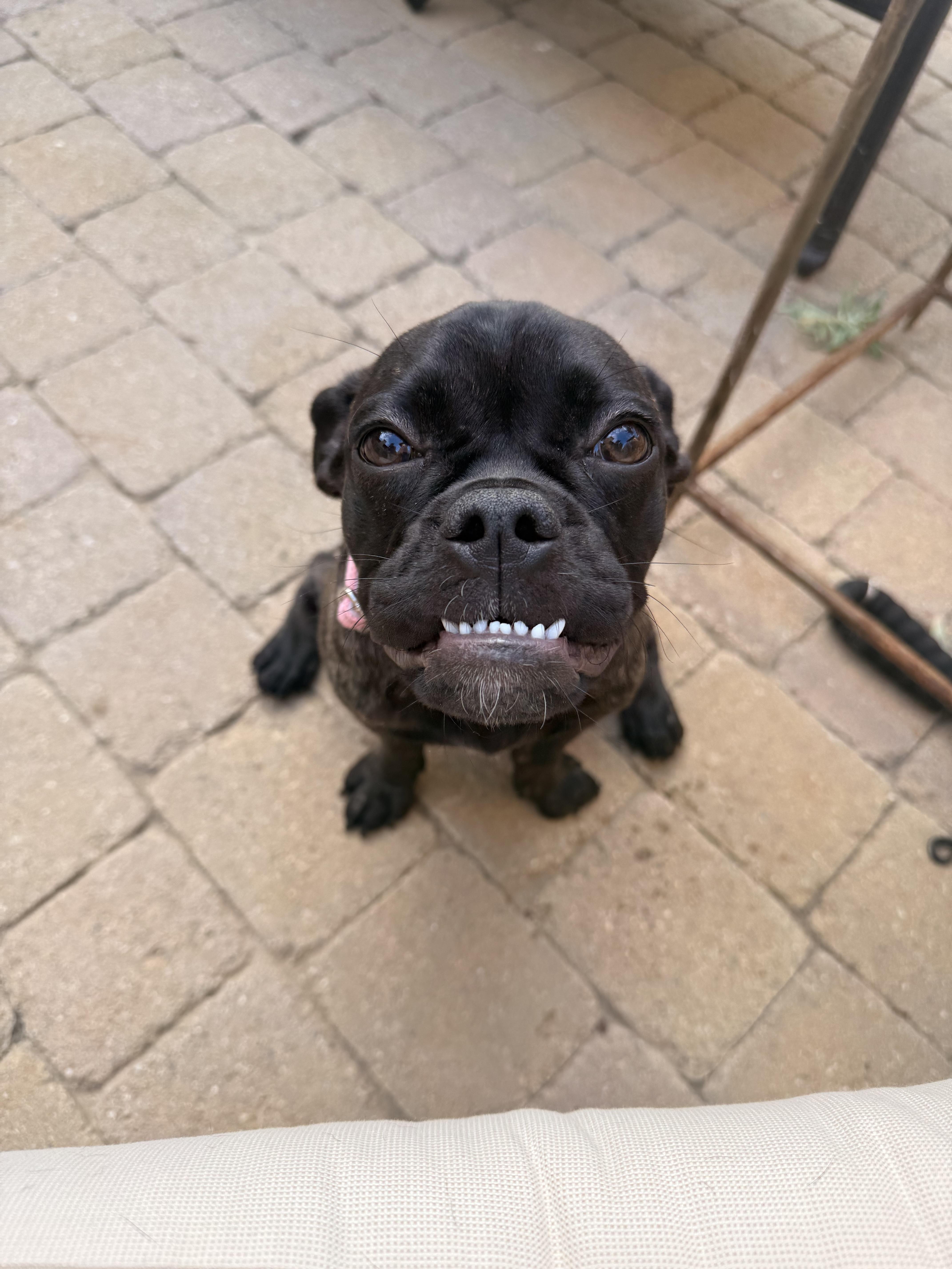 A baby medium-sized male Boston Terrier dog named Sophia for adoption in San Diego, CA