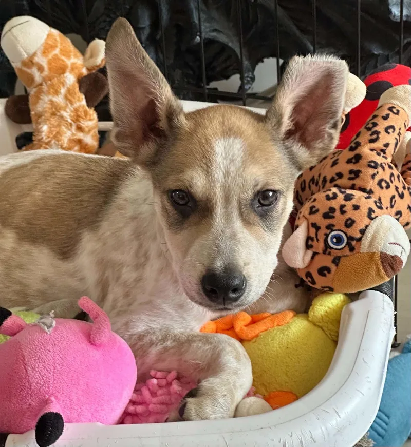 A baby medium-sized male White / Cream Cattle Dog named Loganberry for adoption in Lake View, NY