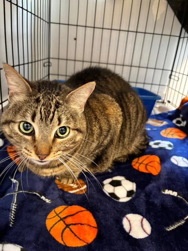 An adult medium-sized female Tabby (Brown / Chocolate) Domestic Short Hair cat named JuJuBes for adoption in North Haven, CT