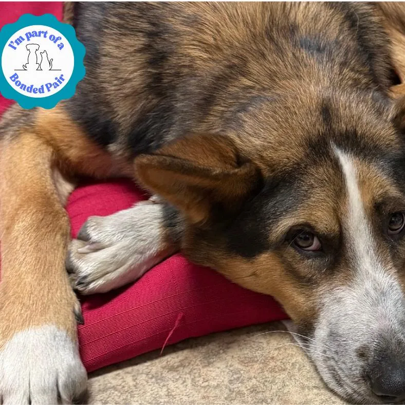 Mr. Zena thumbnail 2