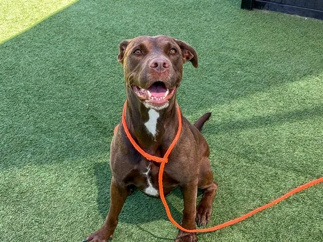 An adult large-sized female Labrador Retriever dog named Pidgey for adoption in Tustin, CA