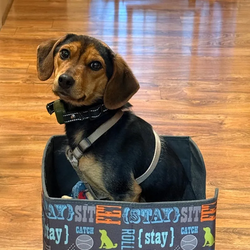 A young medium-sized male Black Beagle dog named Mando for adoption in Harrisonburg, VA