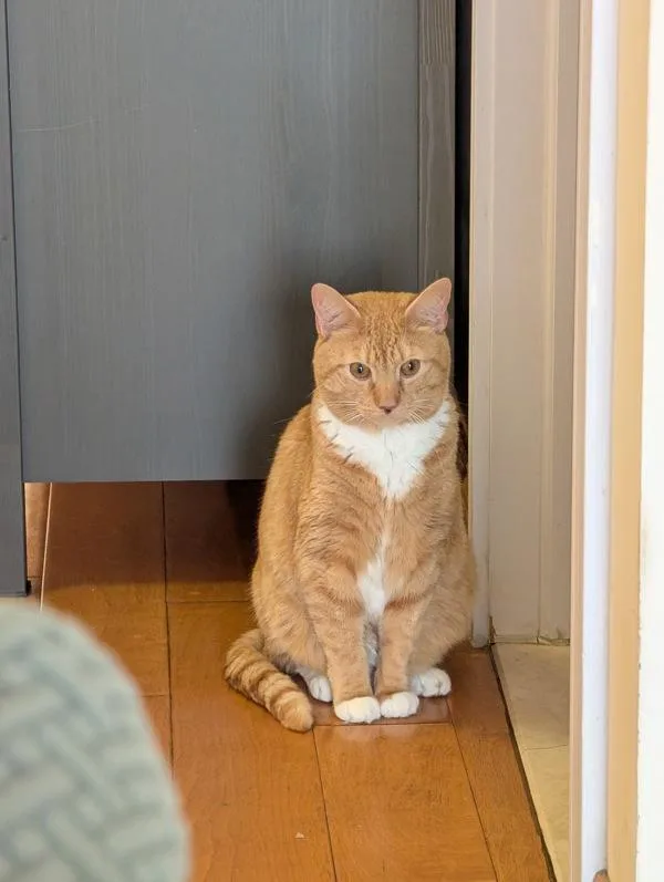 An adult large-sized male Domestic Short Hair cat named Leonardo The Lion for adoption in Ridgewood, NY