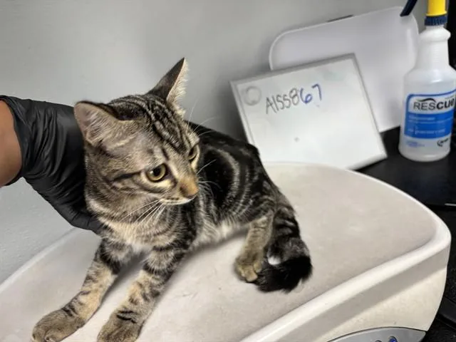 A baby small-sized male Domestic Short Hair cat named Cactus for adoption in Antioch, CA