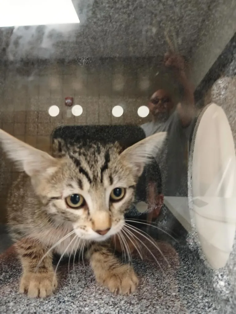 A baby large-sized female Domestic Short Hair cat named Grayson for adoption in Greenfield, IN