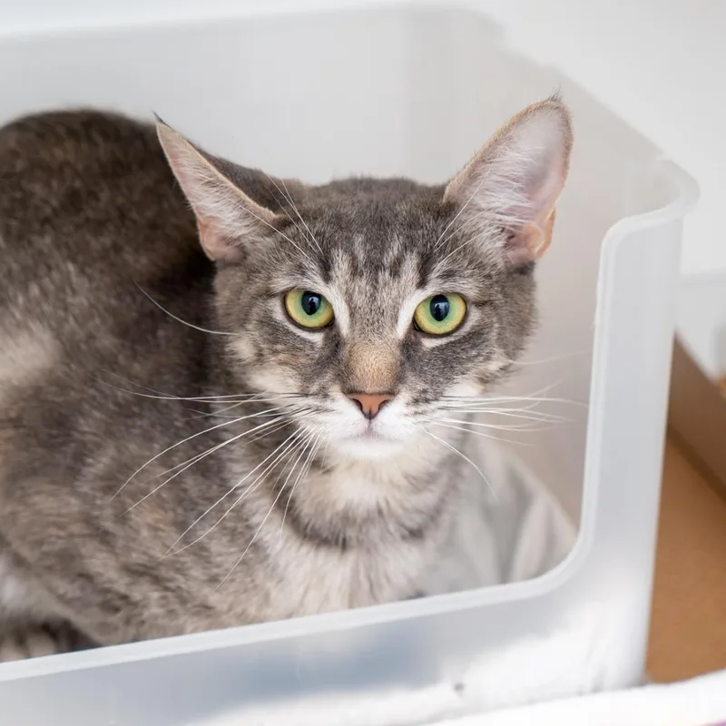 A young large-sized female Gray / Blue / Silver Domestic Short Hair cat named Parker for adoption in New York, NY