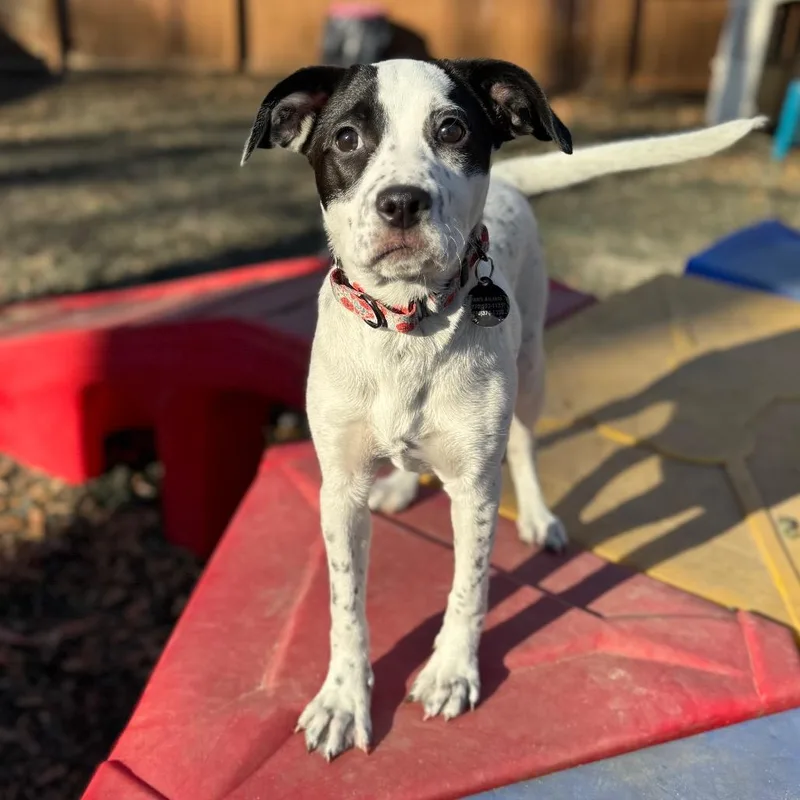 Sweet Potato thumbnail 2