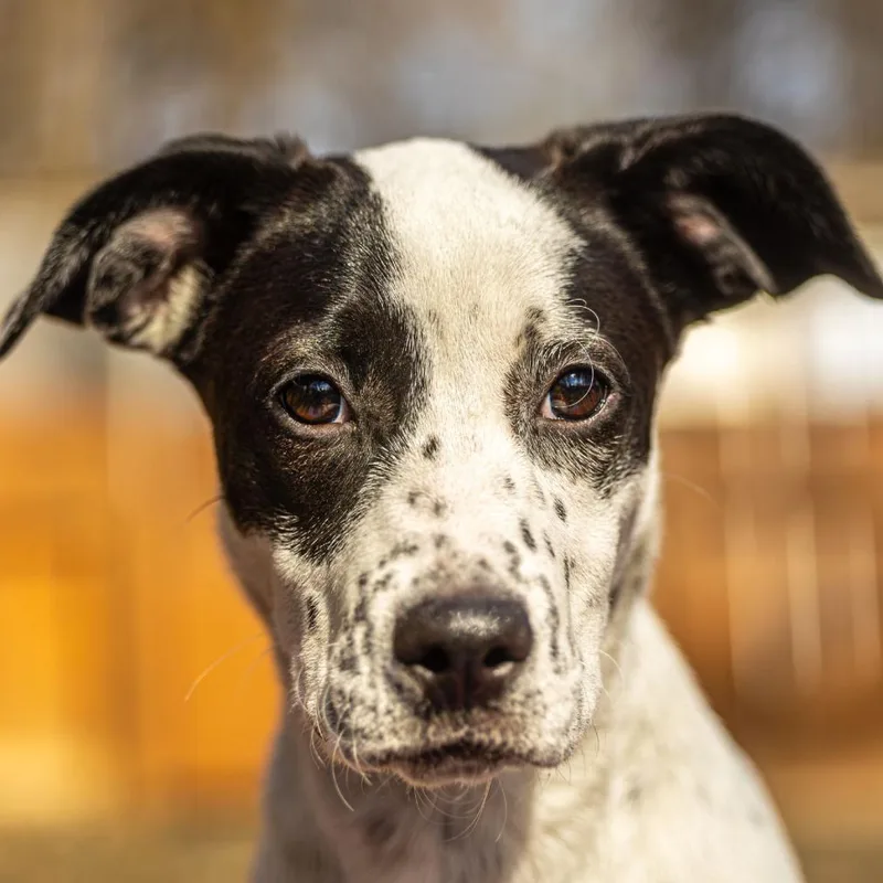 Sweet Potato thumbnail 3