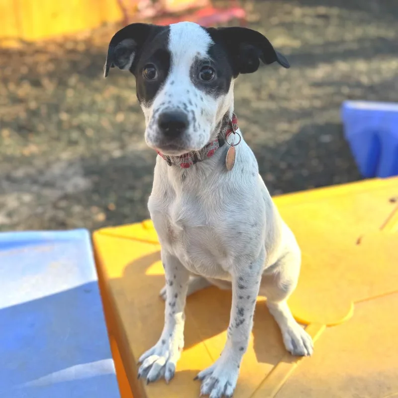 Sweet Potato thumbnail 4