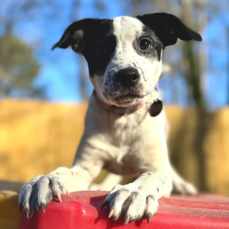 Sweet Potato thumbnail 5