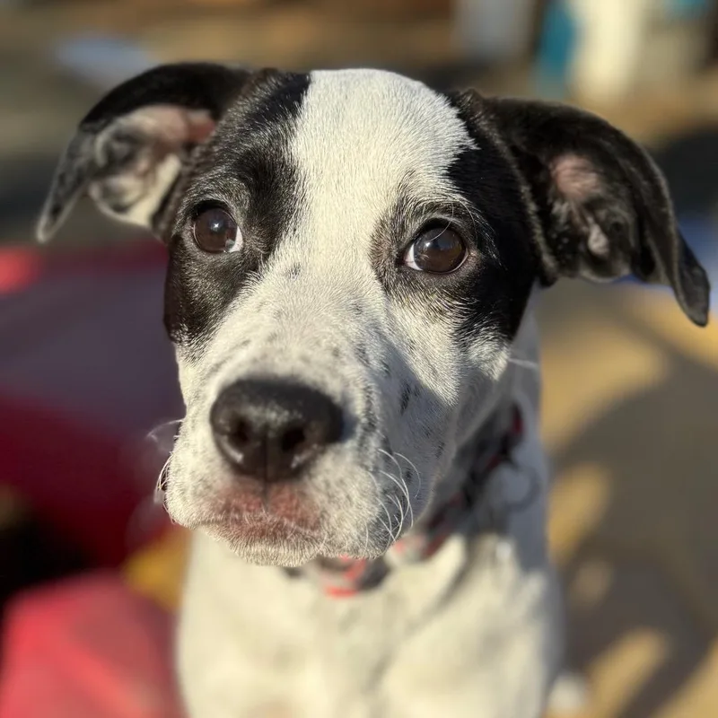 Sweet Potato thumbnail 6