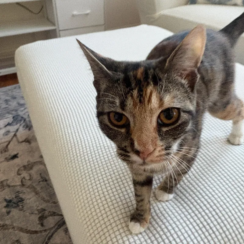 A young medium-sized female Orange & White Calico cat named Everything Nice for adoption in Columbia, SC