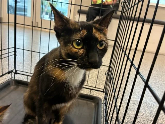 A young medium-sized female Domestic Short Hair cat named Sienna for adoption in Palmetto, FL
