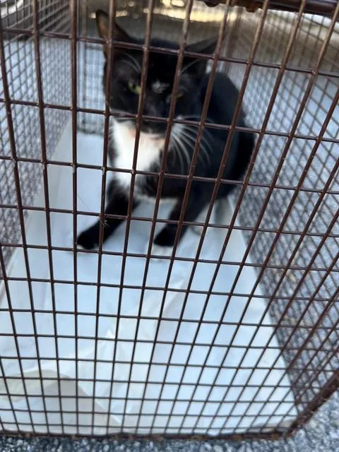 An adult medium-sized male Domestic Long Hair cat named Storm for adoption in Miami, FL